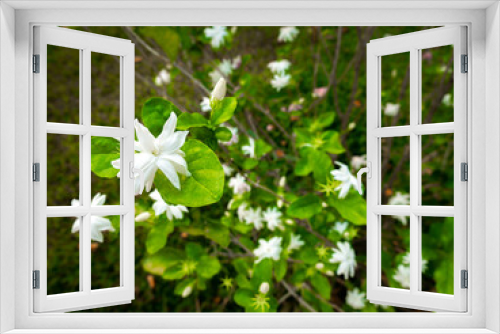 Fototapeta Naklejka Na Ścianę Okno 3D - The Jasmine Flowers Blooming