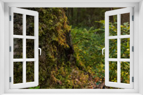 Fototapeta Naklejka Na Ścianę Okno 3D - Sunlight In Green Coniferous Forest, Summer Nature