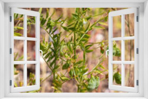Fototapeta Naklejka Na Ścianę Okno 3D - la pianta della lenticchia con il suo baccello a Castelluccio di Norcia