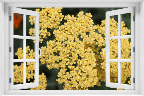 Fototapeta Naklejka Na Ścianę Okno 3D - Closeup, top-down view of clusters of yellow yarrow flowers