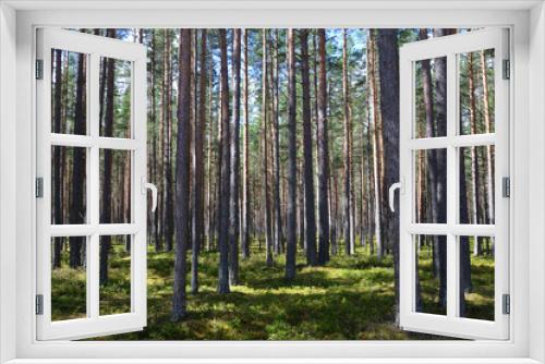 Fototapeta Naklejka Na Ścianę Okno 3D - Pine forest at summer.