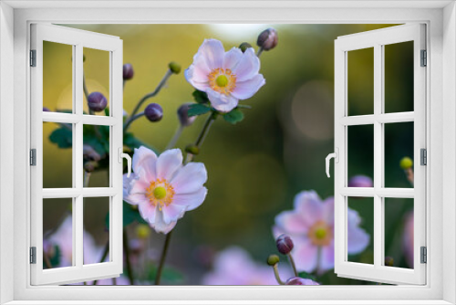 Fototapeta Naklejka Na Ścianę Okno 3D - Anemone hupehensis japonica beautiful flowerin plant, flowers with pale pink petals and yellow center in bloom