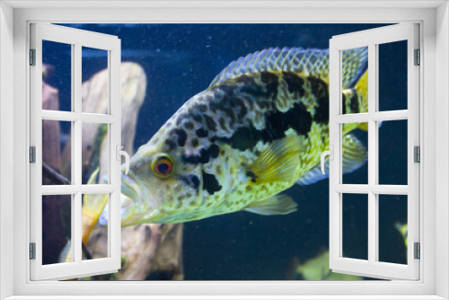 Fototapeta Naklejka Na Ścianę Okno 3D - closeup sea fish , underwater background