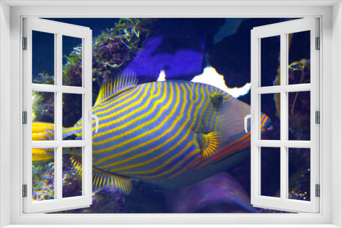 Fototapeta Naklejka Na Ścianę Okno 3D - closeup sea fish , underwater background