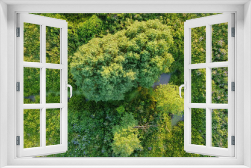 Fototapeta Naklejka Na Ścianę Okno 3D - Aerial view - summer meadow with grass, flowers, trees and stream.