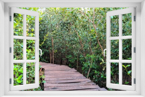 Fototapeta Naklejka Na Ścianę Okno 3D - Wooden bridge in the middle of mangrove hutsn, nature reserve