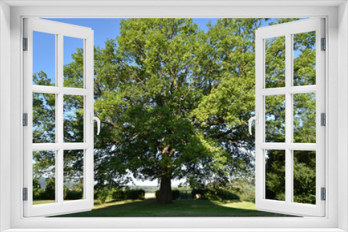 Fototapeta Naklejka Na Ścianę Okno 3D - Naturdenkmal Traubeneiche
