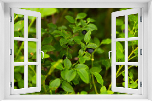 Fototapeta Naklejka Na Ścianę Okno 3D - fresh organic Blueberry grows in the alps forest