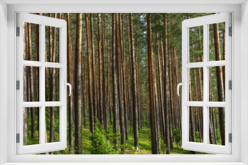 Fototapeta Naklejka Na Ścianę Okno 3D - Fascinating ancinet baltic pine tree forests in the Aukstaitija National Park, Lithuania. Lithuania's first national park.