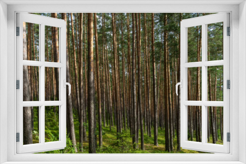 Fototapeta Naklejka Na Ścianę Okno 3D - Fascinating ancinet baltic pine tree forests in the Aukstaitija National Park, Lithuania. Lithuania's first national park.