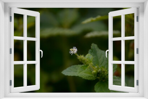 Fototapeta Naklejka Na Ścianę Okno 3D - flowers leaf