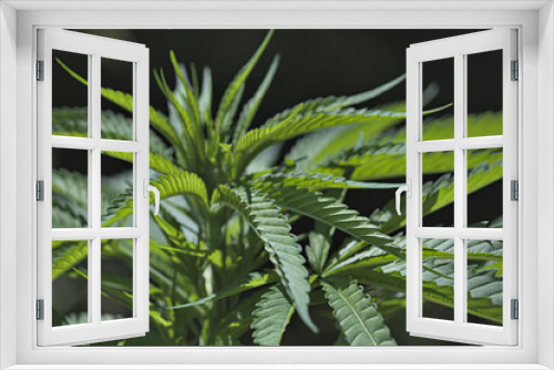 Fototapeta Naklejka Na Ścianę Okno 3D - Outdoor cannabis plants with big green healthy leaves 