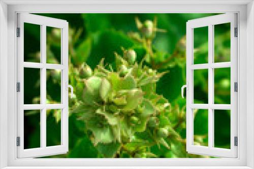 Fototapeta Naklejka Na Ścianę Okno 3D - close up of a green plant
