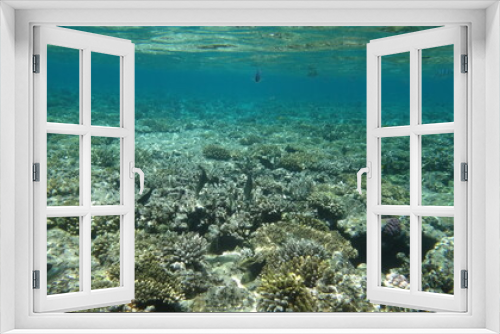 Fototapeta Naklejka Na Ścianę Okno 3D - Red Sea diving