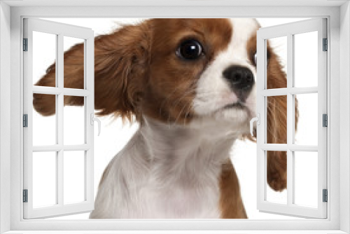 Fototapeta Naklejka Na Ścianę Okno 3D - Close-up of Cavalier King Charles Spaniel puppy, 3 months old