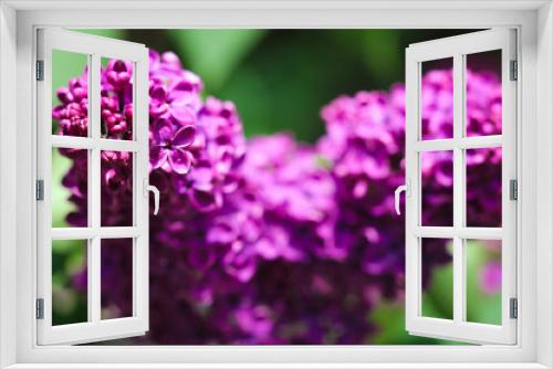 Fototapeta Naklejka Na Ścianę Okno 3D - Common Lilac flowers