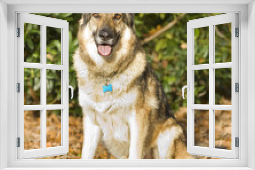Fototapeta Naklejka Na Ścianę Okno 3D - Germna Shepherd Dog sat down