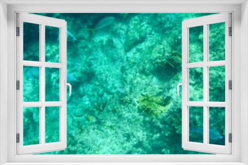 Fototapeta Naklejka Na Ścianę Okno 3D - Under the sea in the Bahamas