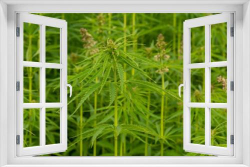 Fototapeta Naklejka Na Ścianę Okno 3D - canabis on marijuana field farm sativa weed hemp hash plantation