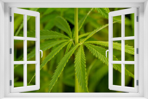 Fototapeta Naklejka Na Ścianę Okno 3D - canabis on marijuana field farm sativa weed hemp hash plantation