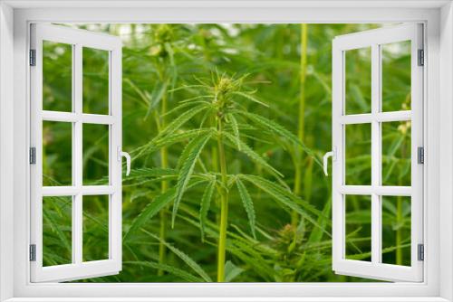 Fototapeta Naklejka Na Ścianę Okno 3D - canabis on marijuana field farm sativa weed hemp hash plantation