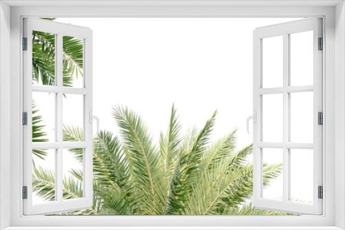 Fototapeta Naklejka Na Ścianę Okno 3D - Cycad palm leaves on white isolated background for green foliage backdrop 