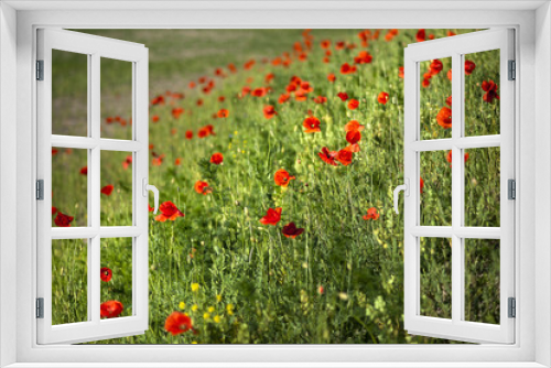 Fototapeta Naklejka Na Ścianę Okno 3D - Field of red poppies