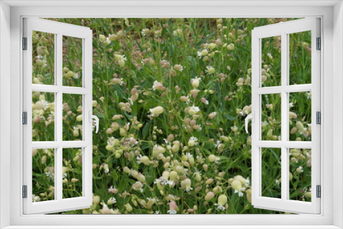 Fototapeta Naklejka Na Ścianę Okno 3D - flower field