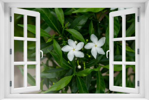 Fototapeta Naklejka Na Ścianę Okno 3D - Gerdenia Crape Jasmine, Gardenia jasminoides, Beautiful white flower with lighting effect background on sunrise time