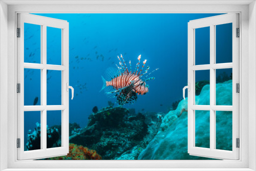 Fototapeta Naklejka Na Ścianę Okno 3D - Lion fish swimming over coral reef in clear blue water, surrounded by small fish