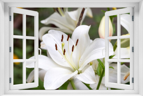 Fototapeta Naklejka Na Ścianę Okno 3D - Beautiful flowers of white lilies background blur selective focus