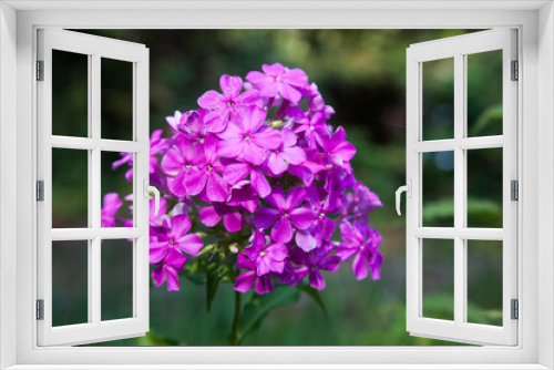 Fototapeta Naklejka Na Ścianę Okno 3D - Purple flower in the sunshine
