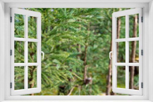Fototapeta Naklejka Na Ścianę Okno 3D - pine tree in the forest