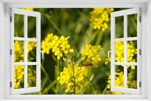 Fototapeta Naklejka Na Ścianę Okno 3D - a bee flies between yellow flowers in a meadow