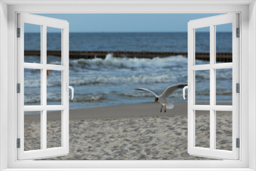 Fototapeta Naklejka Na Ścianę Okno 3D - Mewa ląduje na piaszczystej nadmorskiej plaży