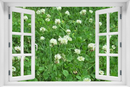 Fototapeta Naklejka Na Ścianę Okno 3D - A field full of Trifolium repens, also known as the white clover