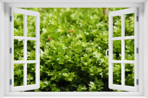 Fototapeta Naklejka Na Ścianę Okno 3D - Texture of green leaves close up