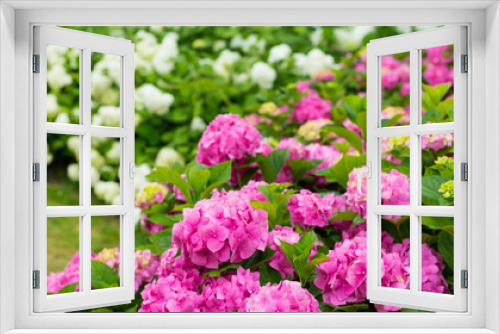 Fototapeta Naklejka Na Ścianę Okno 3D - Flowers blossom on sunny day. Flowering hortensia plant. Pink and white Hydrangea macrophylla blooming in spring and summer in a garden. Web banner, nature background