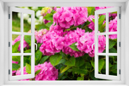 Fototapeta Naklejka Na Ścianę Okno 3D - Flowers blossom on sunny day. Flowering hortensia plant. Pink and white Hydrangea macrophylla blooming in spring and summer in a garden.