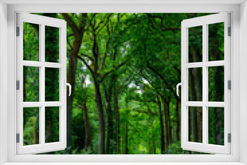 Fototapeta Naklejka Na Ścianę Okno 3D - Summer hiking in old oak forest with large trees