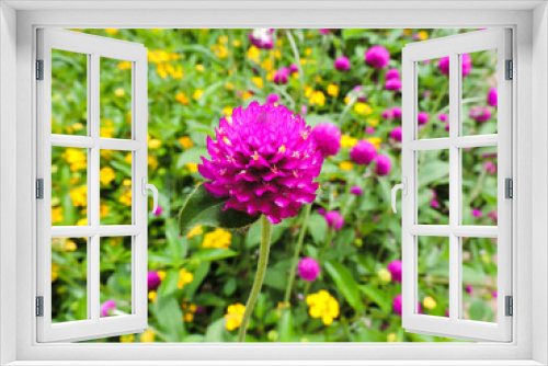Fototapeta Naklejka Na Ścianę Okno 3D - Pink Cone Wild Flower