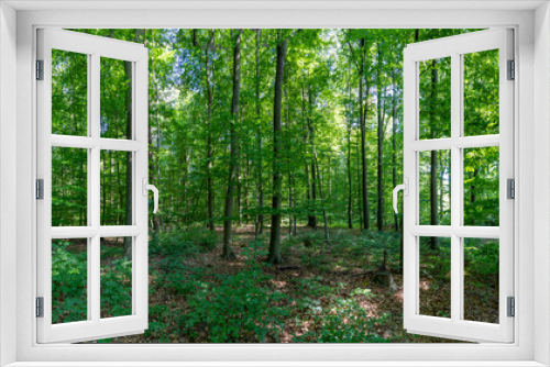 Fototapeta Naklejka Na Ścianę Okno 3D - panoramic view of an oak forest