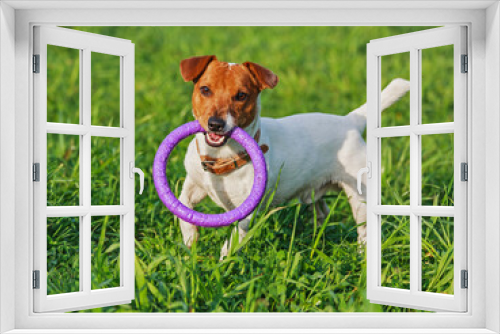 Fototapeta Naklejka Na Ścianę Okno 3D - Jack Russell Terrier playing on the grass. a dog plays puller on the grass. summer fun games of a Terrier with a toy. Jack Russell Terrier stands on the grass with a toy with his teeth.

