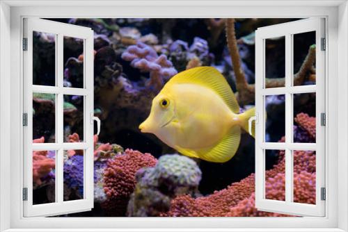 Fototapeta Naklejka Na Ścianę Okno 3D - Zebrasoma flavescens  in Home Coral reef aquarium. Selective focus.