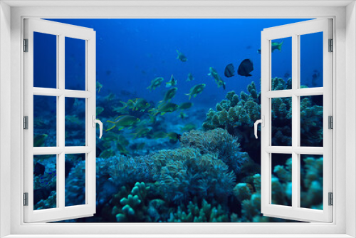 Fototapeta Naklejka Na Ścianę Okno 3D - coral reef underwater / sea coral lagoon, ocean ecosystem