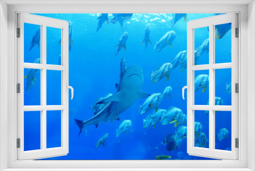 Fototapeta Naklejka Na Ścianę Okno 3D - Shark and fish in the ocean