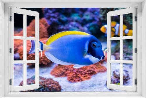 Fototapeta Naklejka Na Ścianę Okno 3D - Acanthurus leucosternon in Home Coral reef aquarium. Selective focus.
