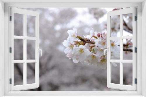 Fototapeta Naklejka Na Ścianę Okno 3D - Closeup cherry blossom in spring