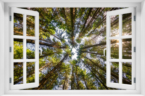 Fototapeta Naklejka Na Ścianę Okno 3D - Low angle view of trees in the forest, natural background