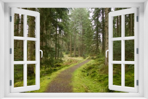 Fototapeta Naklejka Na Ścianę Okno 3D - Forest walk in Scotland’s springtime.